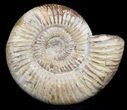 Perisphinctes Ammonite - Jurassic #36934-1
